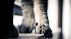 Cat.Feet.Crop.01